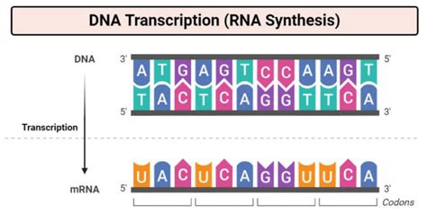 what does transcription result in|Transcription: an overview of DNA transcription (article) .
